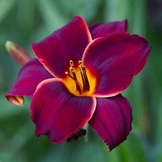 Hemerocallis 'Midsummer Nightingale', Daylily 'Midsummer Nightingale', Day Lily 'Midsummer Nightingale', 'Midsummer Nightingale' Daylily, Late Midseason Daylily, Red daylilies, Red Daylily, Day Lilies, Red flowers, Red Hemerocallis