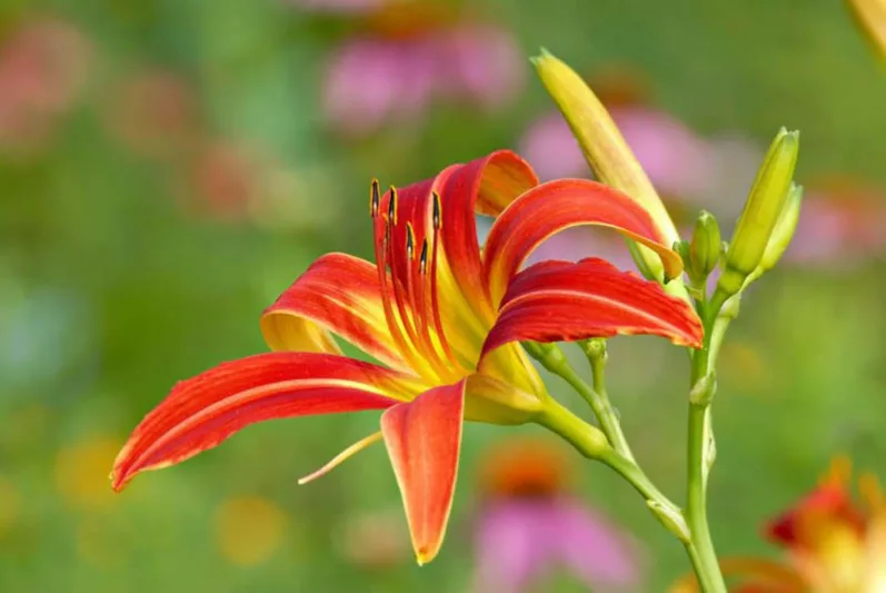 Hemerocallis Ming Toy, Daylily Ming Toy, Day Lily Ming Toy, Ming Toy Daylily, Reblooming Daylily, daylilies, Daylily, Day Lilies, Red flowers, Red day lily, Red Daylily, Red hemerocallis