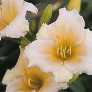 Hemerocallis Mini Pearl, Daylily Mini Pearl, Day Lily Mini Pearl, Mini Pearl Daylily, Reblooming Daylily, daylilies, Daylily, Day Lilies, Pink flowers, Pink day lily, Pink Daylily, Pink Hemerocallis