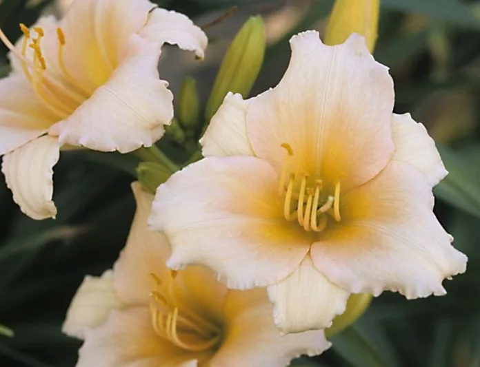 Hemerocallis Mini Pearl, Daylily Mini Pearl, Day Lily Mini Pearl, Mini Pearl Daylily, Reblooming Daylily, daylilies, Daylily, Day Lilies, Pink flowers, Pink day lily, Pink Daylily, Pink Hemerocallis