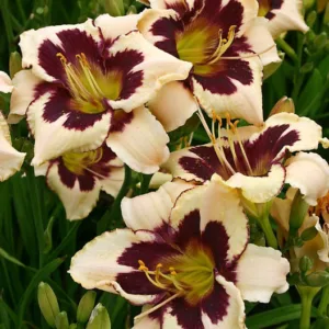 Hemerocallis Moonlit Masquerade, Daylily Moonlit Masquerade, Day Lily Moonlit Masquerade, Moonlit Masquerade Daylily, Early midseason Daylily, bicolor daylilies, crean Daylily, cream Lilies, cream flowers, cream Hemerocallis