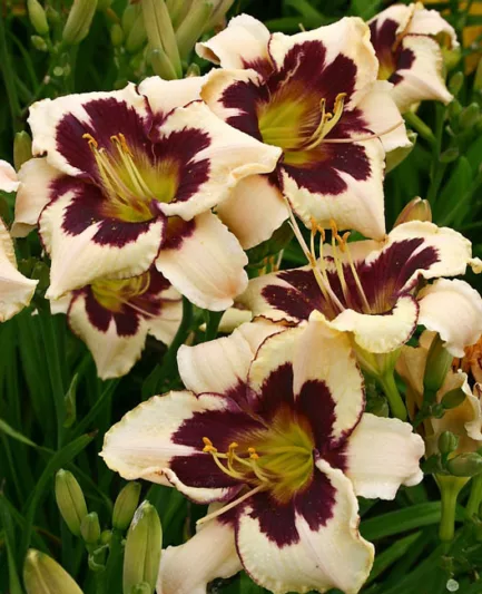 Hemerocallis Moonlit Masquerade, Daylily Moonlit Masquerade, Day Lily Moonlit Masquerade, Moonlit Masquerade Daylily, Early midseason Daylily, bicolor daylilies, crean Daylily, cream Lilies, cream flowers, cream Hemerocallis