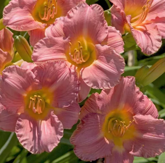 Hemerocallis My Melinda, Daylily My Melinda, Day Lily My Melinda, My Melinda Daylily, Midseason Daylily, Pink daylilies, Pink Daylily, Day Lilies, Pink flowers, Pink Hemerocallis