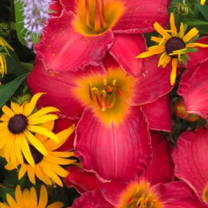 Hemerocallis My Ways, Daylily My Ways, Day Lily My Ways, My Ways Daylily, Early Midseason Daylily, Red daylilies, Red Daylily, Day Lilies, Red flowers, Red Hemerocallis
