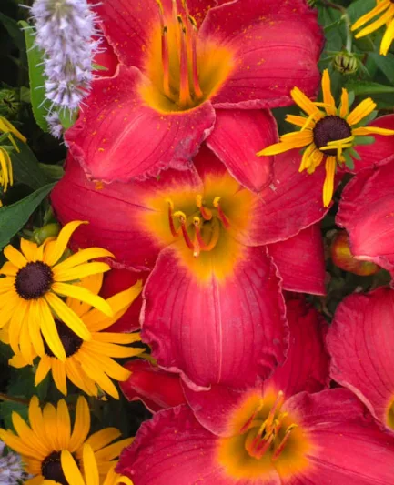 Hemerocallis My Ways, Daylily My Ways, Day Lily My Ways, My Ways Daylily, Early Midseason Daylily, Red daylilies, Red Daylily, Day Lilies, Red flowers, Red Hemerocallis