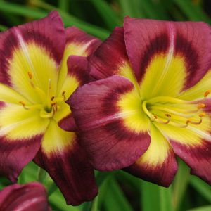 Hemerocallis Night Beacon, Daylily Night Beacon, Day Lily Night Beacon, Night Beacon Daylily, Early Midseason Daylily, purple daylilies, purple Daylily, Day Lilies, purple flowers, purple Hemerocallis
