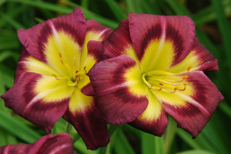Hemerocallis Night Beacon, Daylily Night Beacon, Day Lily Night Beacon, Night Beacon Daylily, Early Midseason Daylily, purple daylilies, purple Daylily, Day Lilies, purple flowers, purple Hemerocallis