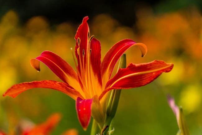 Hemerocallis Nona's Garnet Spider, Daylily Nona's Garnet Spider, Day Lily Nona's Garnet Spider, Nona's Garnet Spider Daylily, daylilies, Day Lilies, Spider Daylilies, Spider Daylily, Red day lily, Red Daylily, Red Hemerocallis