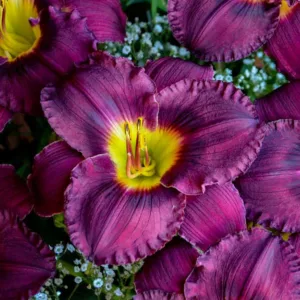 Hemerocallis Nosferatu, Daylily Nosferatu, Day Lily Nosferatu, Nosferatu Daylily, Midseason Daylily, Purple daylilies, Purple Daylily, Purple flowers, Purple Hemerocallis
