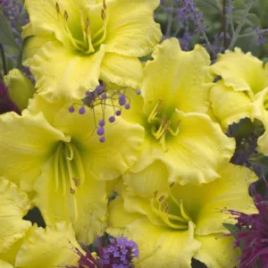 Hemerocallis Omomuki, Daylily Omomuki, Day Lily Omomuki,Omomuki Daylily, Early Midseason Daylily, Yellow daylilies, Yellow Daylily, Yellow flowers, Yellow Hemerocallis