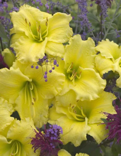 Hemerocallis Omomuki, Daylily Omomuki, Day Lily Omomuki,Omomuki Daylily, Early Midseason Daylily, Yellow daylilies, Yellow Daylily, Yellow flowers, Yellow Hemerocallis