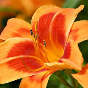 Hemerocallis Outrageous, Daylily Outrageous, Day Lily Outrageous,Outrageous Daylily, Midseason Daylily, Orange daylilies, Orange Daylily, Orange flowers, Orange Hemerocallis