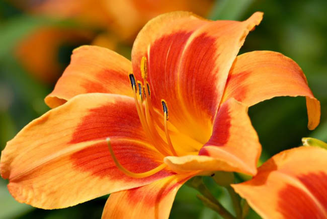 Hemerocallis Outrageous, Daylily Outrageous, Day Lily Outrageous,Outrageous Daylily, Midseason Daylily, Orange daylilies, Orange Daylily, Orange flowers, Orange Hemerocallis