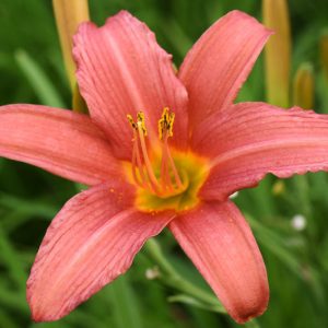 Hemerocallis Pink Damask, Daylily Pink Damask, Day Lily Pink Damask, Pink Damask Daylily, daylilies, Daylily, Day Lilies, Spider Daylilies, Spider Daylily, Pink day lily, Pink Daylily, Pink Hemerocallis