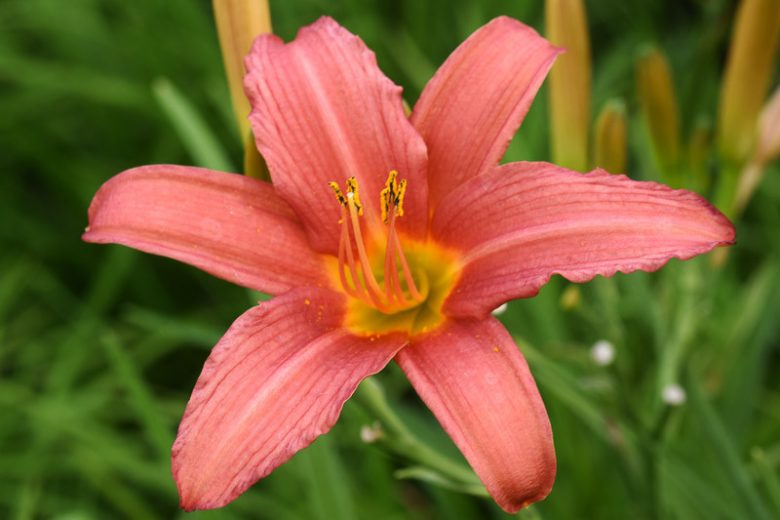 Hemerocallis Pink Damask, Daylily Pink Damask, Day Lily Pink Damask, Pink Damask Daylily, daylilies, Daylily, Day Lilies, Spider Daylilies, Spider Daylily, Pink day lily, Pink Daylily, Pink Hemerocallis