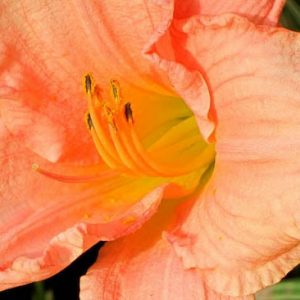 Hemerocallis Pink Playmate, Daylily Pink Playmate, Day Lily Pink Playmate, Pink Playmate Daylily, Very Late Season Daylily, Pink daylilies, Pink Daylily, Day Lilies, Pink flowers, Pink Hemerocallis