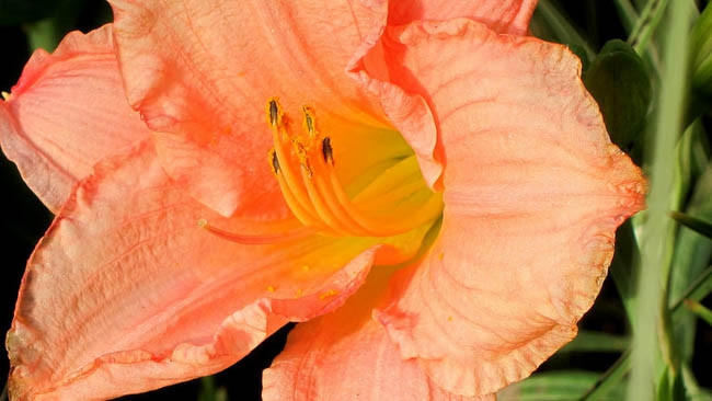 Hemerocallis Pink Playmate, Daylily Pink Playmate, Day Lily Pink Playmate, Pink Playmate Daylily, Very Late Season Daylily, Pink daylilies, Pink Daylily, Day Lilies, Pink flowers, Pink Hemerocallis
