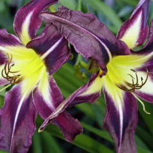 Hemerocallis Planet Max, Daylily Planet Max, Day Lily Planet Max, Planet Max Daylily, daylilies, Day Lilies, Spider Daylilies, Spider Daylily, Purple day lily, Purple Daylily, Purple Hemerocallis
