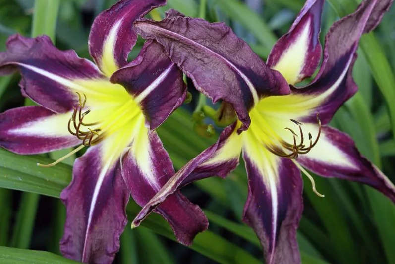 Hemerocallis Planet Max, Daylily Planet Max, Day Lily Planet Max, Planet Max Daylily, daylilies, Day Lilies, Spider Daylilies, Spider Daylily, Purple day lily, Purple Daylily, Purple Hemerocallis