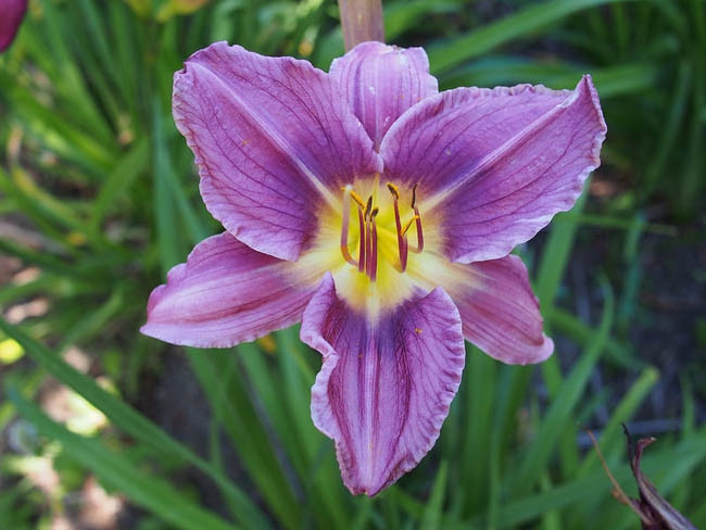 Hemerocallis Prairie Blue Eyes, Daylily Prairie Blue Eyes, Day Lily Prairie Blue Eyes, Prairie Blue Eyes Daylily, Midseason Daylily, Lavender daylilies, Lavender Daylily, Lavender flowers, Lavender Hemerocallis