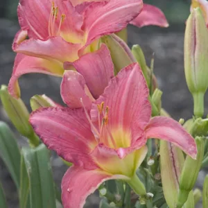 Hemerocallis Pretty in Pink, Daylily Pretty in Pink, Day Lily Pretty in Pink, Pretty in Pink Daylily, Early Midseason Daylily, Pink daylilies, Pink Daylily, Pink flowers, Pink Hemerocallis