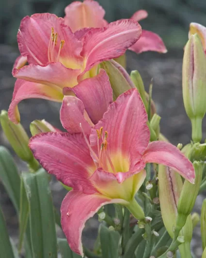 Hemerocallis Pretty in Pink, Daylily Pretty in Pink, Day Lily Pretty in Pink, Pretty in Pink Daylily, Early Midseason Daylily, Pink daylilies, Pink Daylily, Pink flowers, Pink Hemerocallis