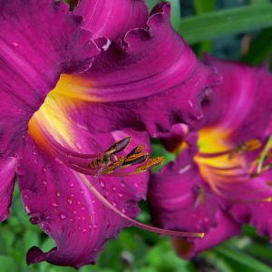 Hemerocallis 'Purple Passage', Daylily 'Purple Passage', Day Lily 'Purple Passage', 'Purple Passage' Daylily, Late Midseason Daylily, Purple daylilies, Purple Daylily, Day Lilies, Purple flowers, Purple Hemerocallis