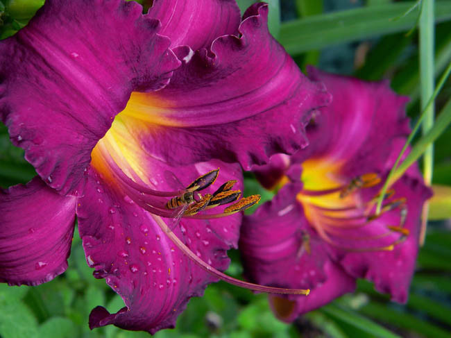 Hemerocallis 'Purple Passage', Daylily 'Purple Passage', Day Lily 'Purple Passage', 'Purple Passage' Daylily, Late Midseason Daylily, Purple daylilies, Purple Daylily, Day Lilies, Purple flowers, Purple Hemerocallis