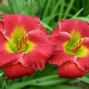 Hemerocallis Red Hot Returns, Daylily Red Hot Returns, Day Lily Red Hot Returns, Red Hot Returns Daylily, Early Midseason Daylily, Red daylilies, Red Daylily, Day Lilies, Red flowers, Red Hemerocallis
