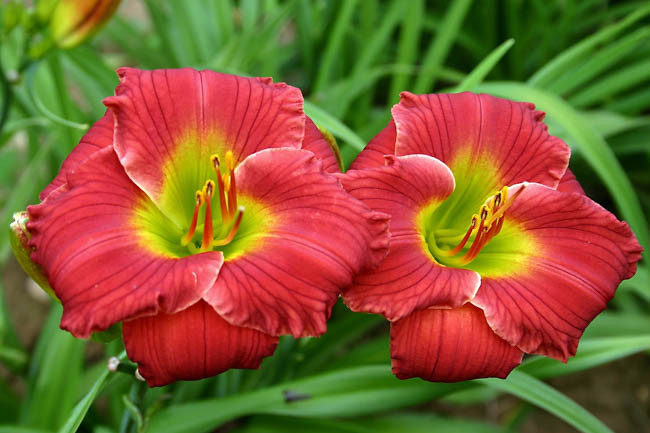 Hemerocallis Red Hot Returns, Daylily Red Hot Returns, Day Lily Red Hot Returns, Red Hot Returns Daylily, Early Midseason Daylily, Red daylilies, Red Daylily, Day Lilies, Red flowers, Red Hemerocallis