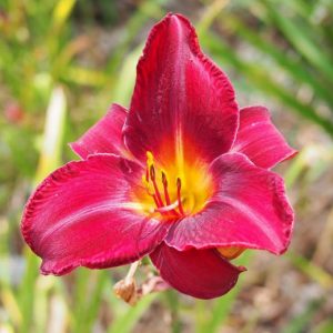 Hemerocallis Red Volunteer, Daylily Red Volunteer, Day Lily Red Volunteer, Red Volunteer Daylily, Midseason Daylily, Red daylilies, Red Daylily, Day Lilies, Red flowers, Red Hemerocallis