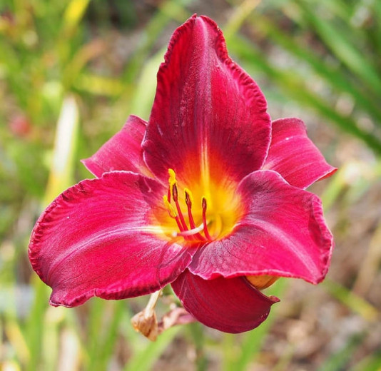 Hemerocallis Red Volunteer, Daylily Red Volunteer, Day Lily Red Volunteer, Red Volunteer Daylily, Midseason Daylily, Red daylilies, Red Daylily, Day Lilies, Red flowers, Red Hemerocallis