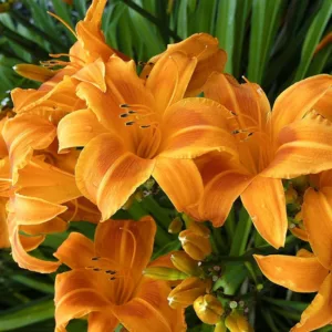 Hemerocallis Rocket City, Daylily Rocket City, Day Lily Rocket City,Rocket City Daylily, Early Midseason Daylily, Orange daylilies, Orange Daylily, Orange flowers, Orange Hemerocallis