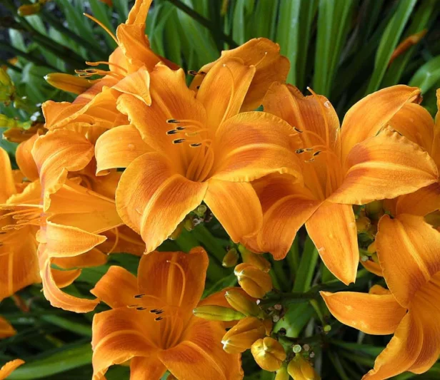 Hemerocallis Rocket City, Daylily Rocket City, Day Lily Rocket City,Rocket City Daylily, Early Midseason Daylily, Orange daylilies, Orange Daylily, Orange flowers, Orange Hemerocallis