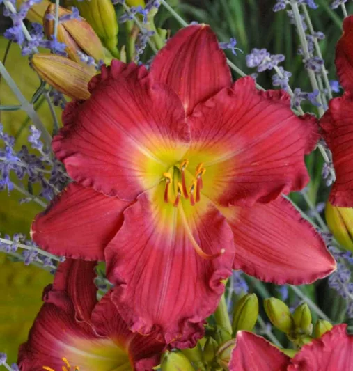 Hemerocallis 'Romantic Returns', Daylily 'Romantic Returns', Day Lily 'Romantic Returns', 'Strawberry Candy Daylily, Reblooming Daylily, daylilies, Daylily, Day Lilies, pink flowers, pink day lily, pink Daylily, Hemerocallidace