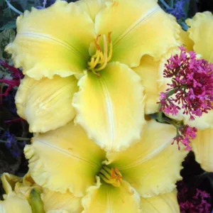 Hemerocallis Siloam Amazing Grace, Daylily Siloam Amazing Grace, Day Lily Siloam Amazing Grace,Siloam Amazing Grace Daylily, Early Midseason Daylily, Yellow daylilies, Yellow Daylily, Yellow flowers, Yellow Hemerocallis
