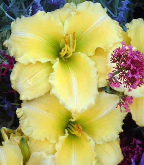Hemerocallis Siloam Amazing Grace, Daylily Siloam Amazing Grace, Day Lily Siloam Amazing Grace,Siloam Amazing Grace Daylily, Early Midseason Daylily, Yellow daylilies, Yellow Daylily, Yellow flowers, Yellow Hemerocallis