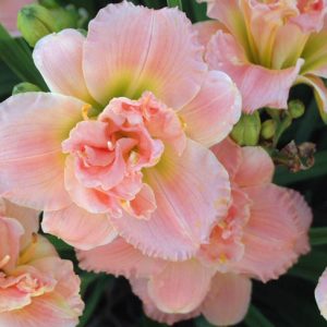Hemerocallis 'Siloam Double Classic', Daylily 'Siloam Double Classic', Day Lily 'Siloam Double Classic', 'Siloam Double Classic' Daylily, Early Midseason Daylily, Pink daylilies, Pink Daylily, Pink Hemerocallis