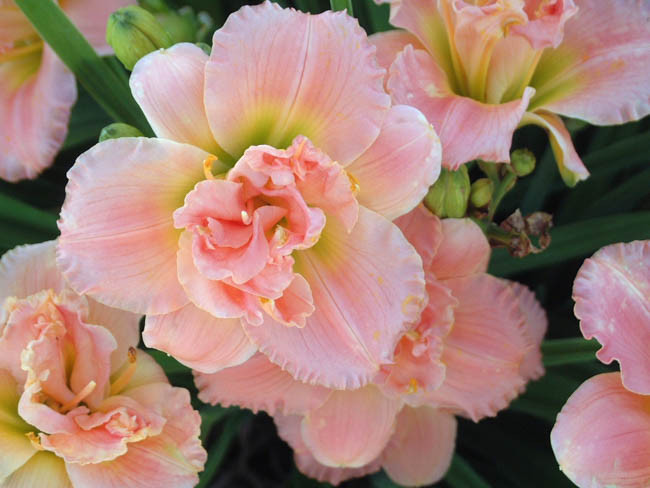 Hemerocallis 'Siloam Double Classic', Daylily 'Siloam Double Classic', Day Lily 'Siloam Double Classic', 'Siloam Double Classic' Daylily, Early Midseason Daylily, Pink daylilies, Pink Daylily, Pink Hemerocallis