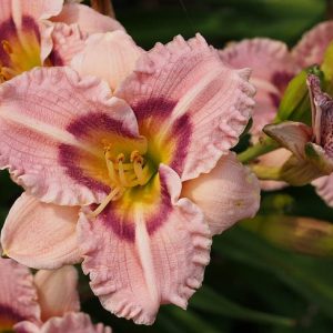 Hemerocallis Siloam Merle Kent, Daylily Siloam Merle Kent, Day Lily Siloam Merle Kent, Siloam Merle Kent Daylily, Midseason Daylily, Pink daylilies, Pink Daylily, Pink flowers, Pink Hemerocallis