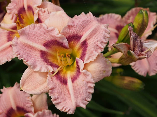 Hemerocallis Siloam Merle Kent, Daylily Siloam Merle Kent, Day Lily Siloam Merle Kent, Siloam Merle Kent Daylily, Midseason Daylily, Pink daylilies, Pink Daylily, Pink flowers, Pink Hemerocallis