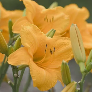 Hemerocallis Spellbinder, Daylily Spellbinder, Day Lily Spellbinder, Spellbinder Daylily, Late Midseason Daylily, orange daylilies, orange Daylily, Day Lilies, orange flowers, orange Hemerocallis