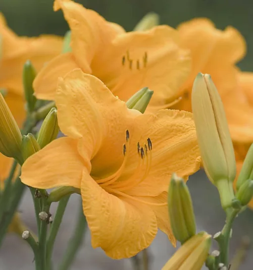 Hemerocallis Spellbinder, Daylily Spellbinder, Day Lily Spellbinder, Spellbinder Daylily, Late Midseason Daylily, orange daylilies, orange Daylily, Day Lilies, orange flowers, orange Hemerocallis