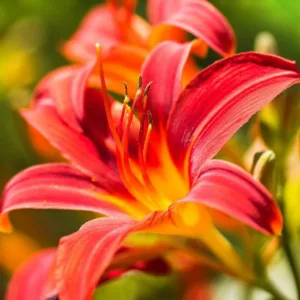 Hemerocallis Spider Man, Daylily Spider Man, Day Lily Spider Man, Spider Man Daylily, Early Midseason Daylily, Red daylilies, Red Daylily, Day Lilies, Red flowers, Red Hemerocallis