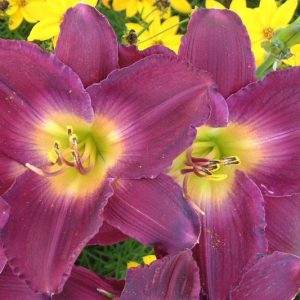 Hemerocallis Strutter's Ball, Daylily Strutter's Ball, Day Lily Strutter's Ball, Strutter's Ball Daylily, Midseason Daylily, Purple daylilies, Purple  Daylily, Purple  flowers, Purple  Hemerocallis