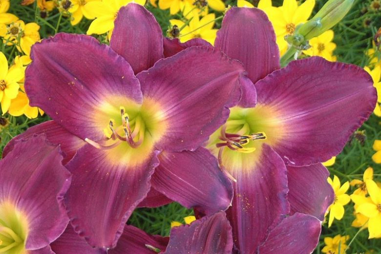 Hemerocallis Strutter's Ball, Daylily Strutter's Ball, Day Lily Strutter's Ball, Strutter's Ball Daylily, Midseason Daylily, Purple daylilies, Purple  Daylily, Purple  flowers, Purple  Hemerocallis