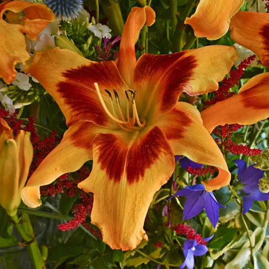 Hemerocallis 'Tiger Swirl', Daylily 'Tiger Swirl', Day Lily 'Tiger Swirl', 'Tiger Swirl' Daylily, daylilies, Daylily, Day Lilies, Yellow flowers, Yellow day lily, Yellow Daylily, Hemerocallidaceae, perennial, plant