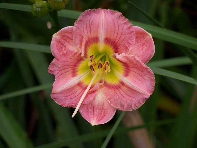 Hemerocallis 'Wineberry Candy', Daylily 'Wineberry Candy', Day Lily 'Wineberry Candy', 'Wineberry Candy' Daylily, Early Midseason Daylily, Pink daylilies, Pink Daylily, Day Lilies, Pink flowers, Pink Hemerocallis