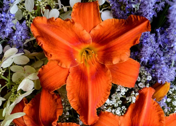 Hemerocallis Alabama Jubilee, Daylily Alabama Jubilee, Day Lily Alabama Jubilee, Alabama Jubilee Daylily, daylilies, Daylily, Day Lilies, Red flowers, Red day lily, Red Daylily, Midseason Daylilies