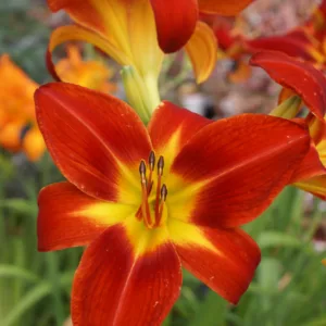 Hemerocallis Baja, Daylily Baja, Day Lily Baja, Baja Daylily, daylilies, Daylily, Day Lilies, Red flowers, Red day lily, Red Daylily, Midseason Daylilies